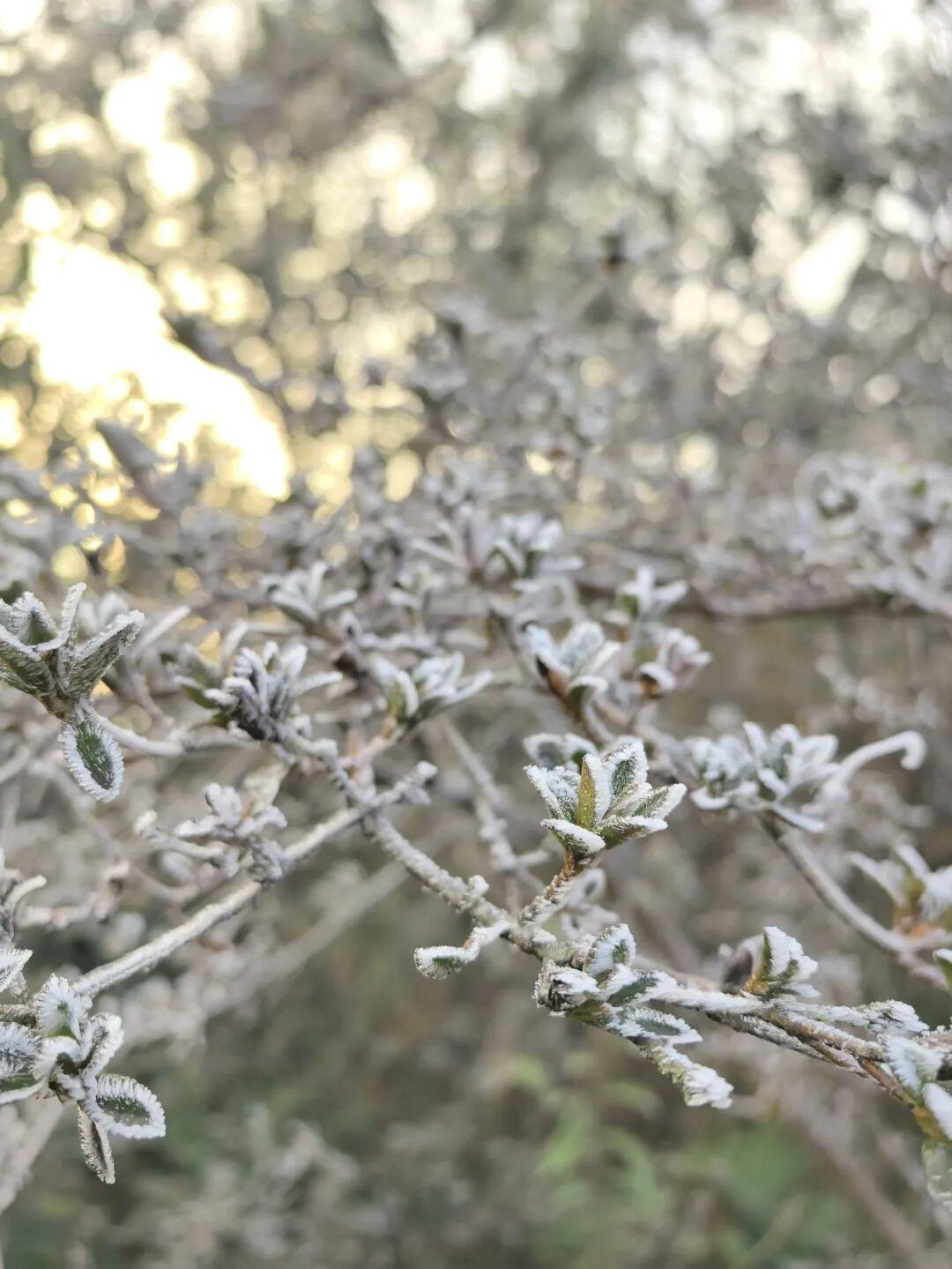 今晨，闽侯新年的第一场雾凇绝美上线！