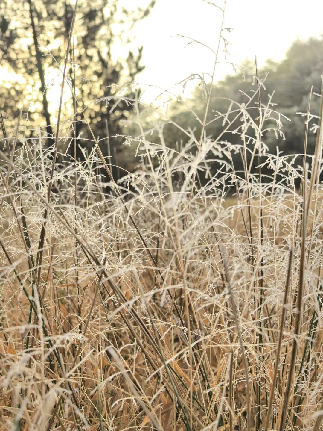 今晨，闽侯新年的第一场雾凇绝美上线！
