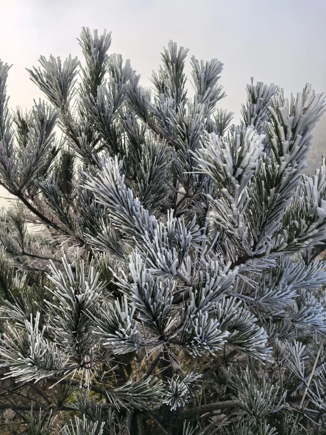 今晨，闽侯新年的第一场雾凇绝美上线！