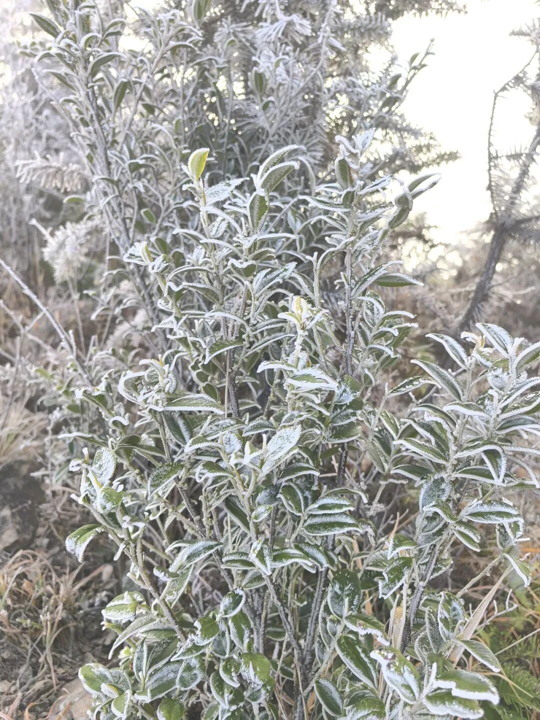 今晨，闽侯新年的第一场雾凇绝美上线！