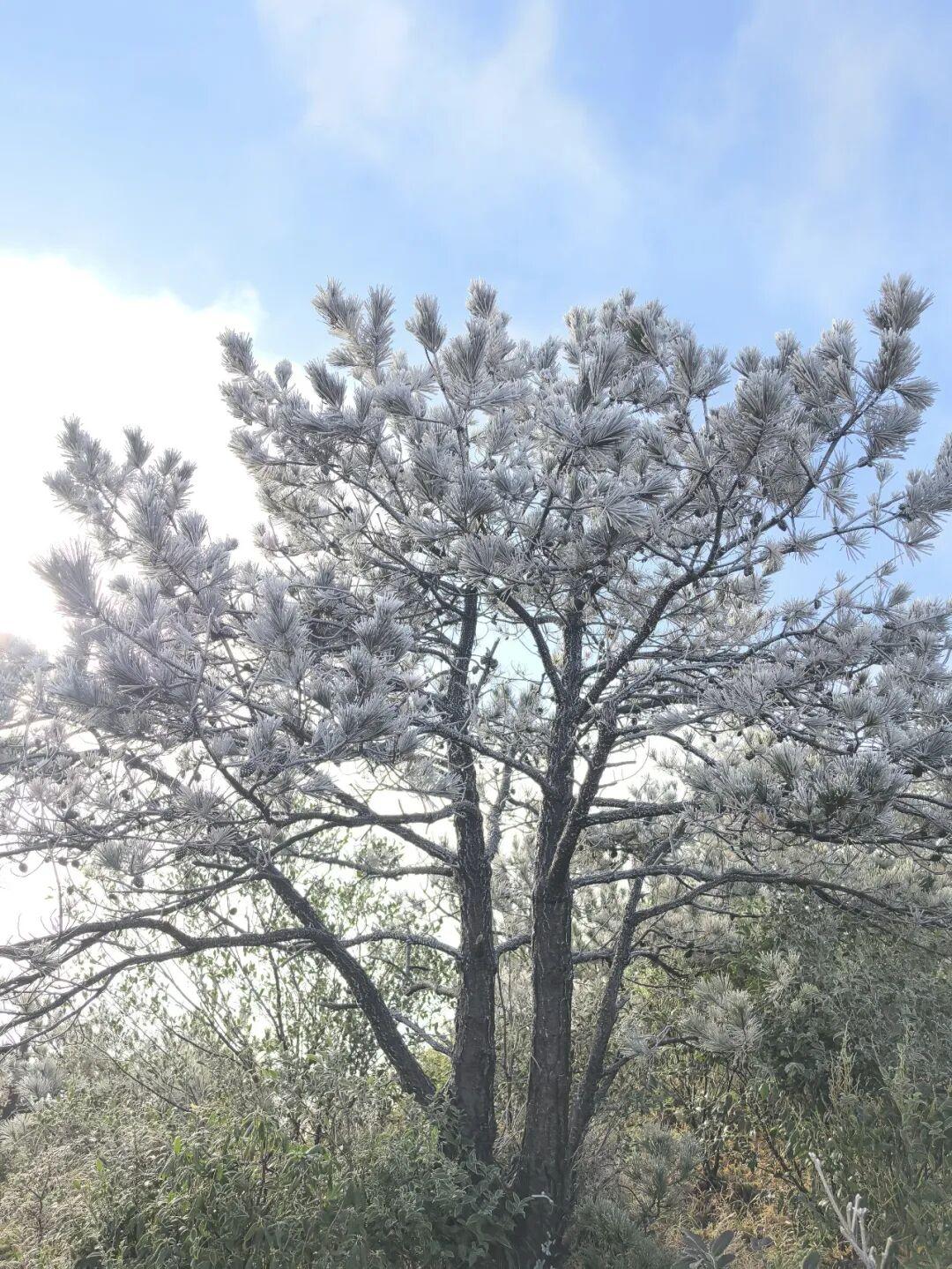 今晨，闽侯新年的第一场雾凇绝美上线！