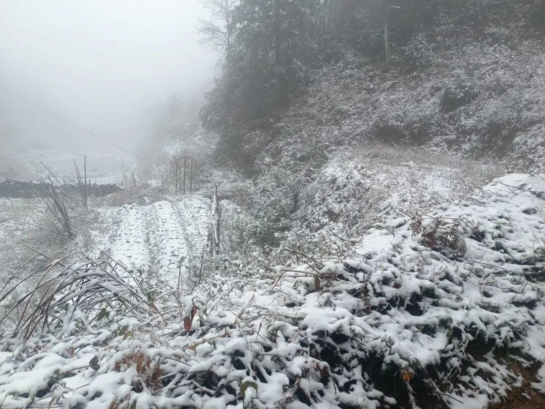 白茫茫一片！2026年福建第一场雪来啦