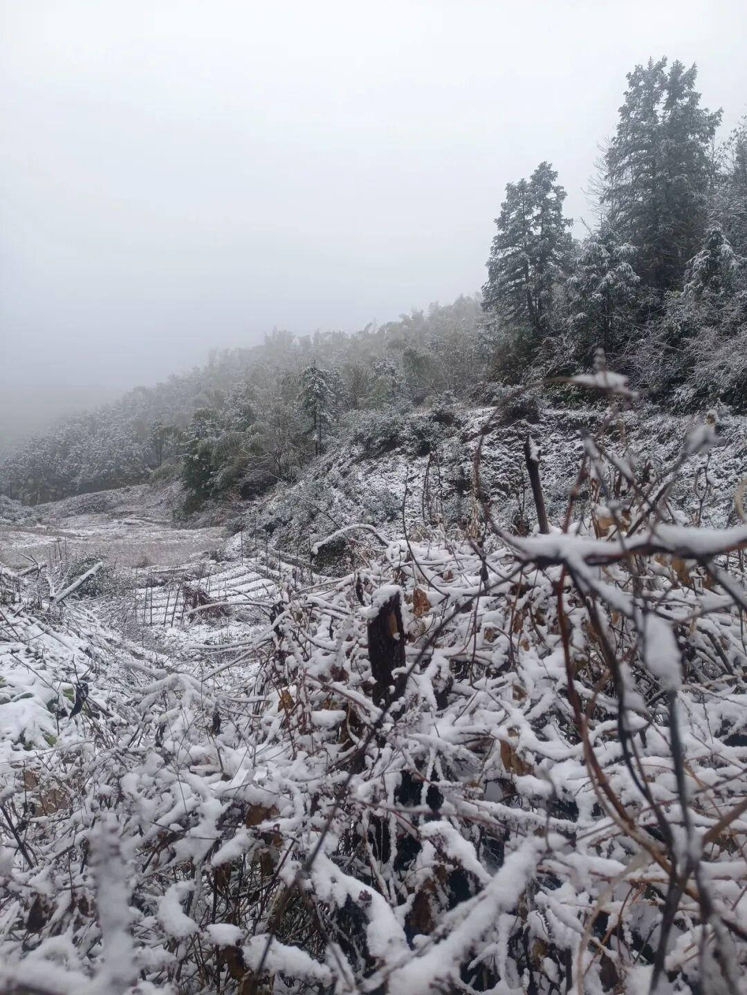 白茫茫一片！2026年福建第一场雪来啦