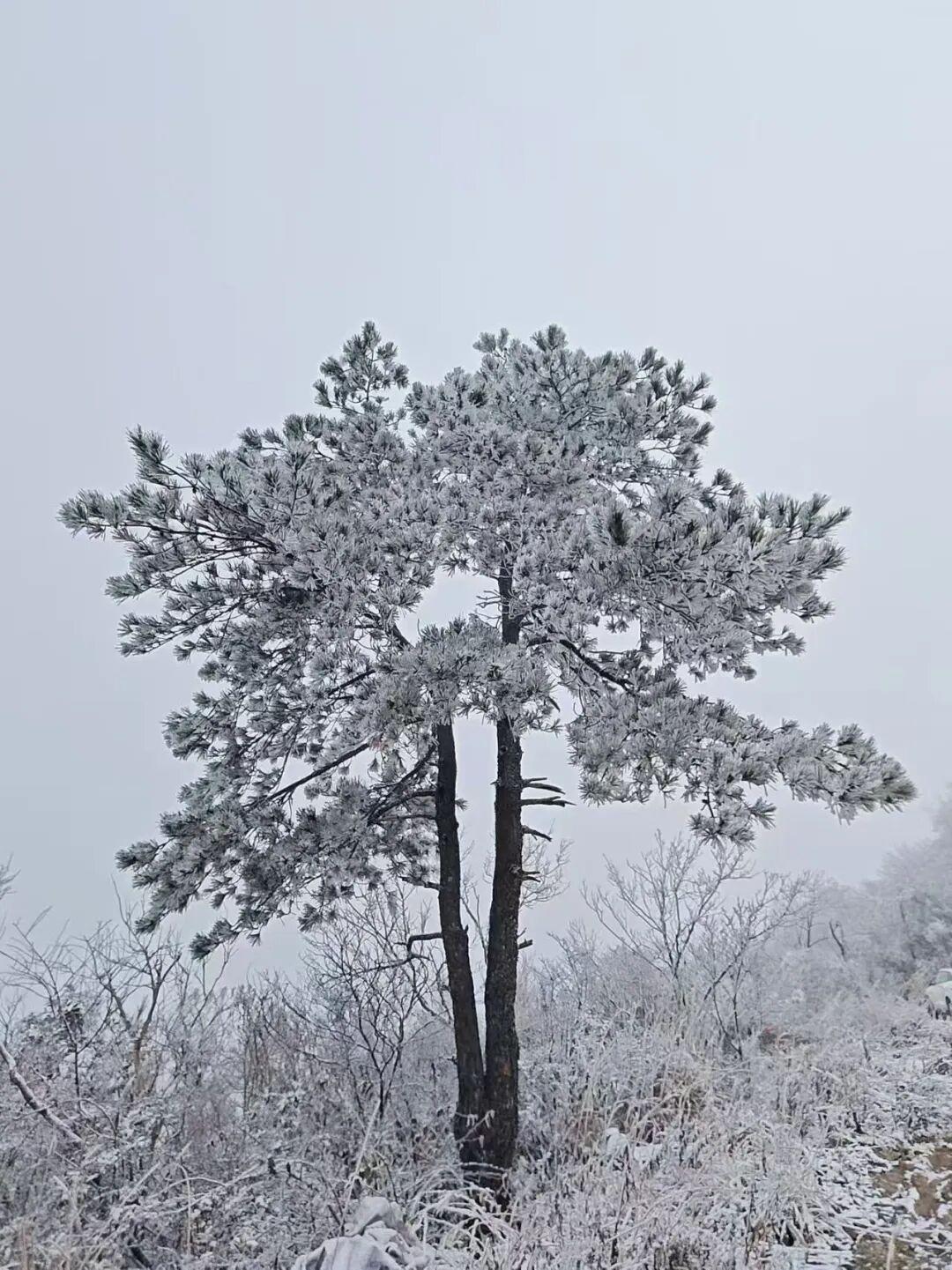 白茫茫一片！2026年福建第一场雪来啦