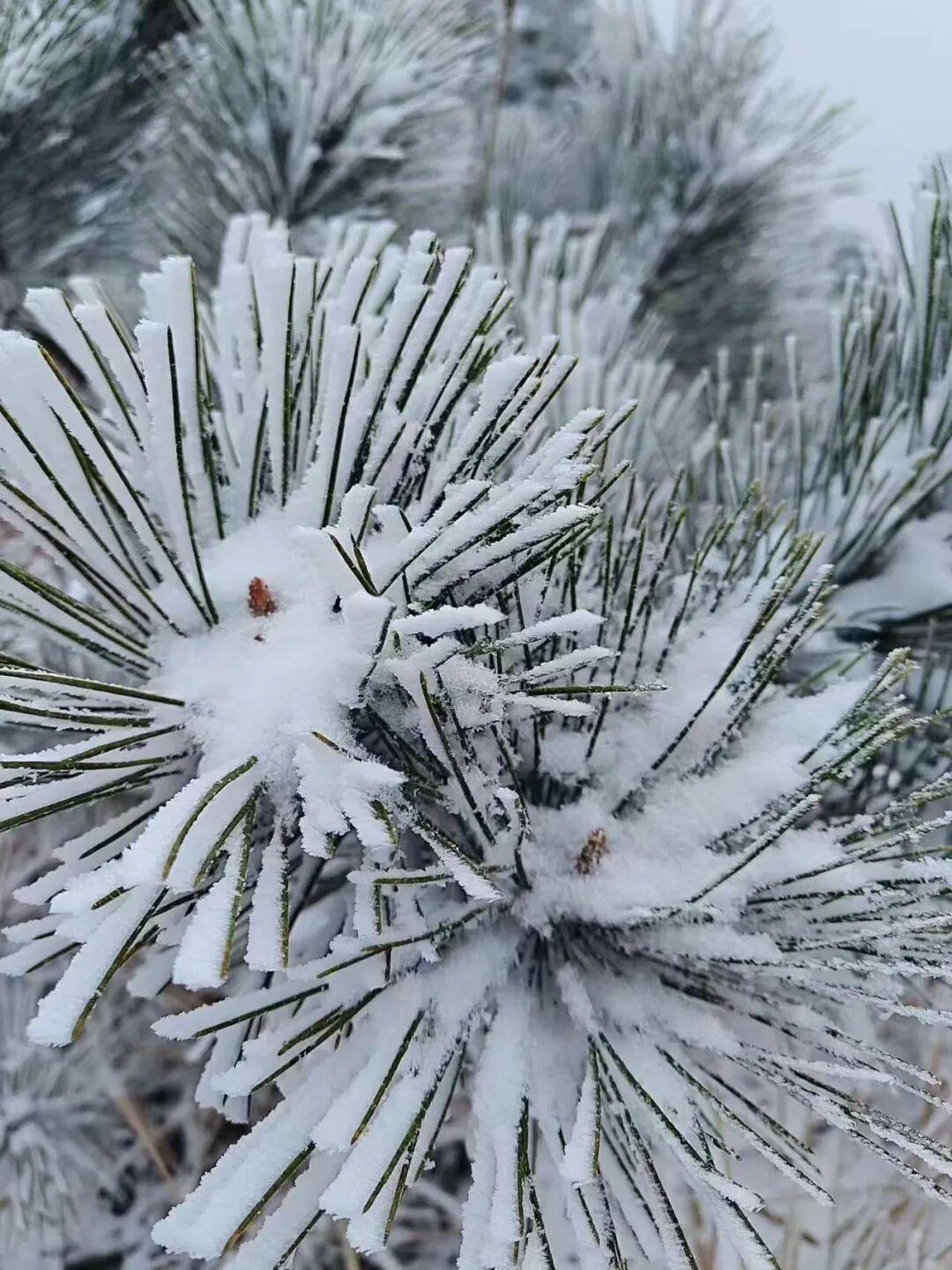 白茫茫一片！2026年福建第一场雪来啦