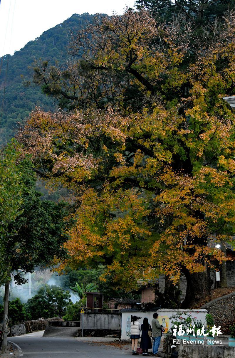 闽侯四百岁古树成“枫”景线