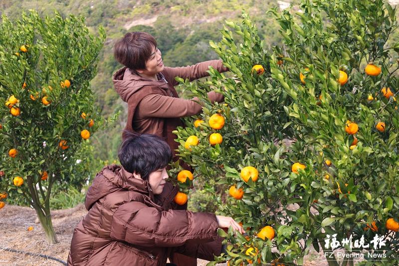 连江冬日水果“上新”