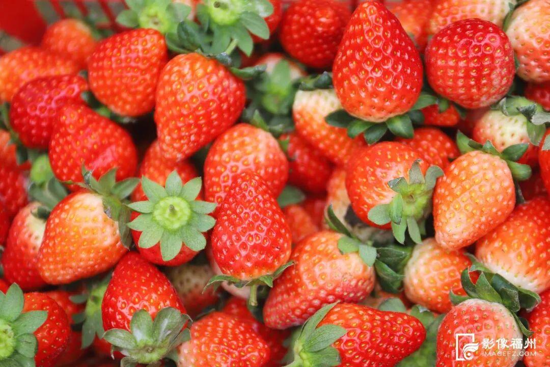 新鲜上市！福州这里的“冬日水果自由”来了！