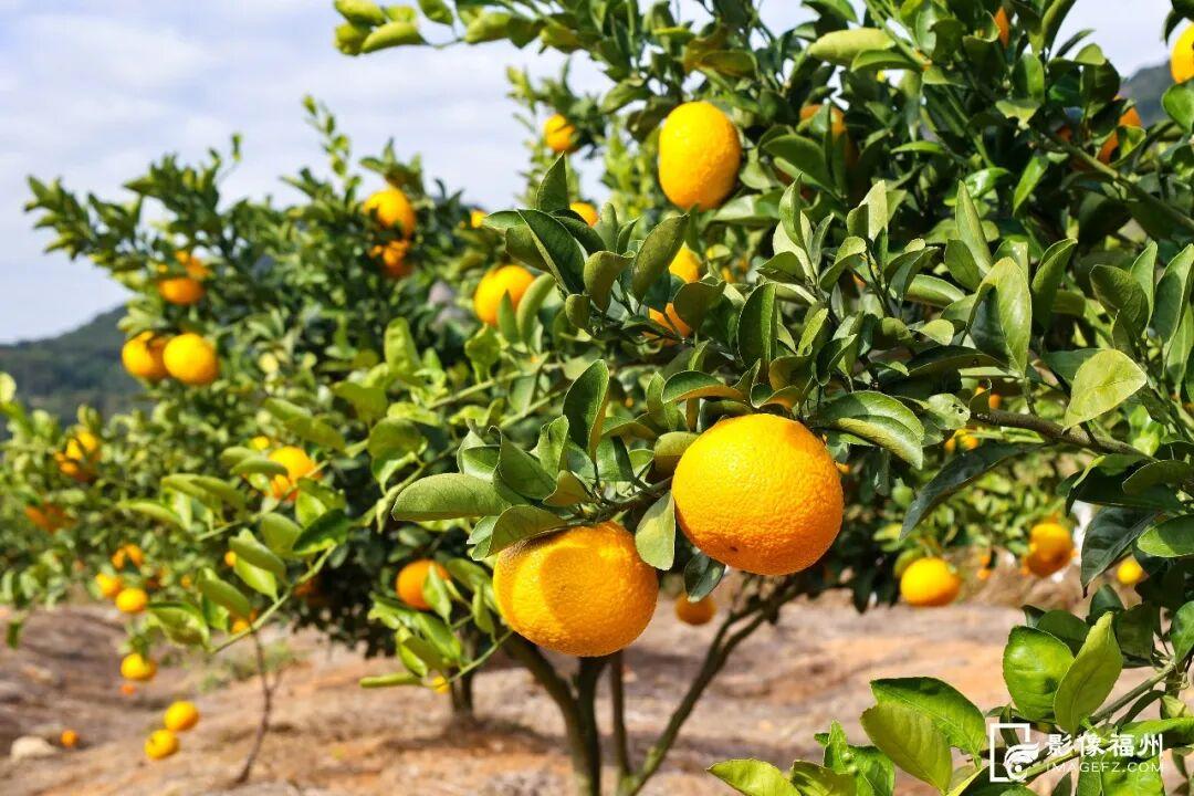 新鲜上市！福州这里的“冬日水果自由”来了！