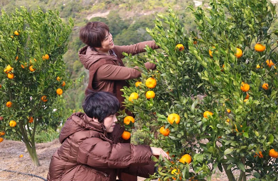 新鲜上市！福州这里的“冬日水果自由”来了！