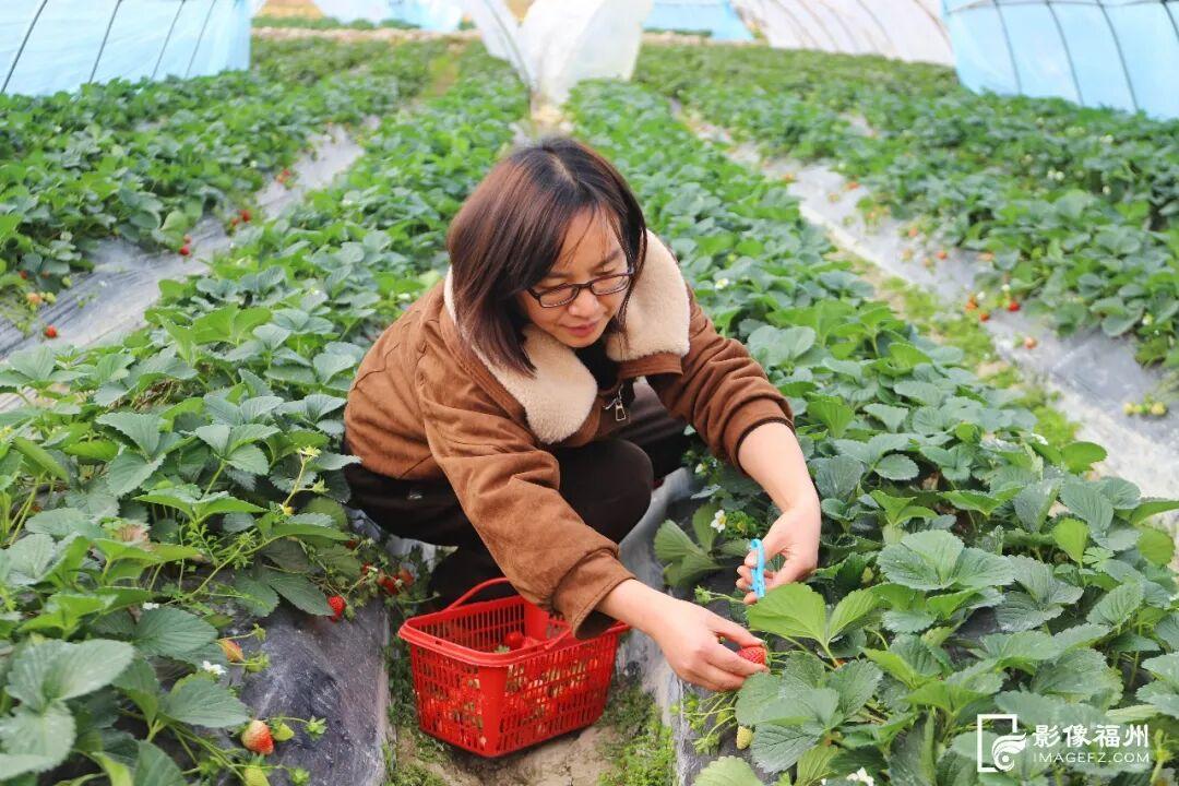 新鲜上市！福州这里的“冬日水果自由”来了！