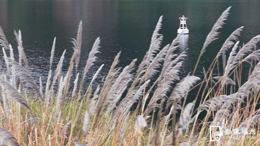 打卡去！福州这处公园芦苇茂盛成景！