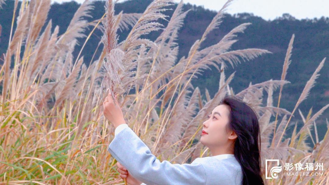 打卡去！福州这处公园芦苇茂盛成景！
