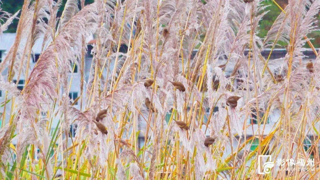 打卡去！福州这处公园芦苇茂盛成景！