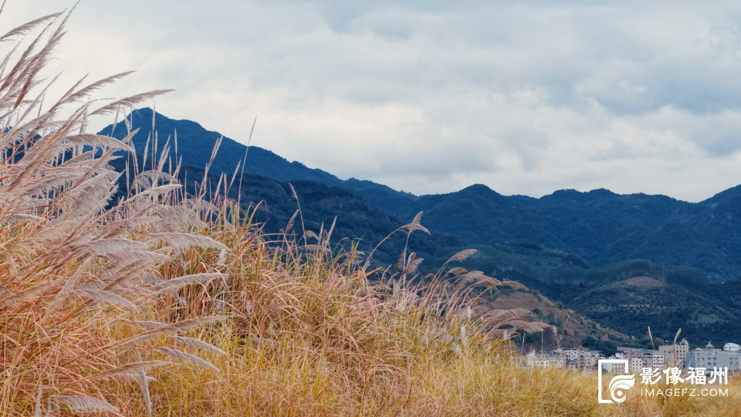 打卡去！福州这处公园芦苇茂盛成景！