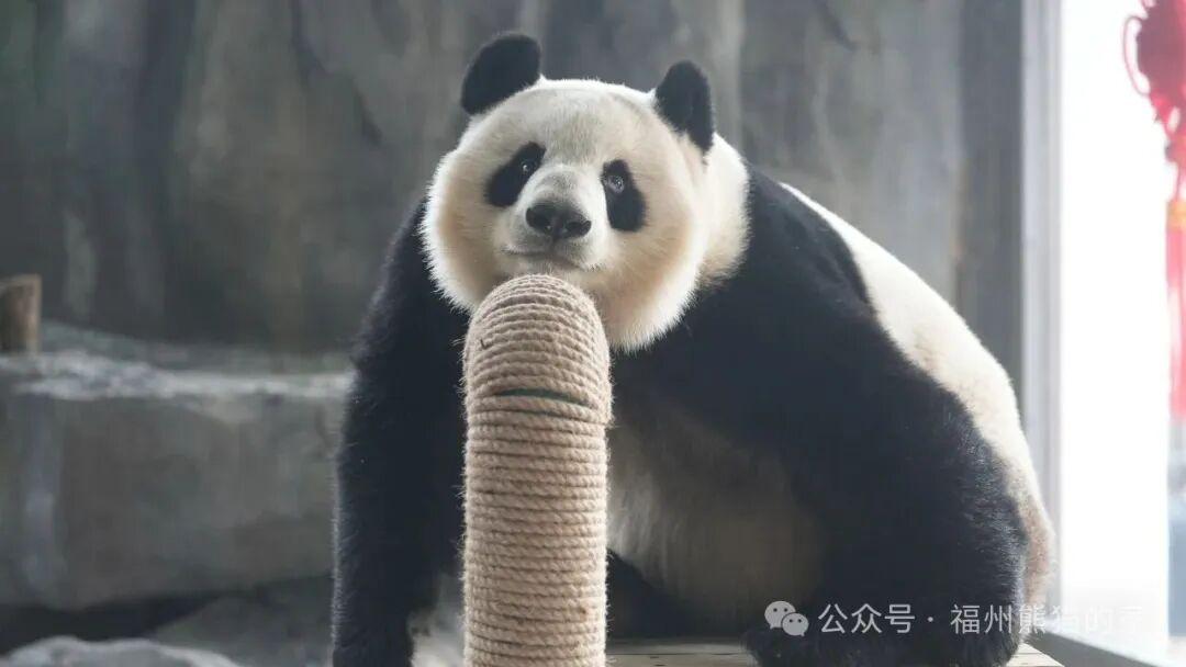 嘎嘎炫饭！福州大熊猫“吃播”视频来啦！
