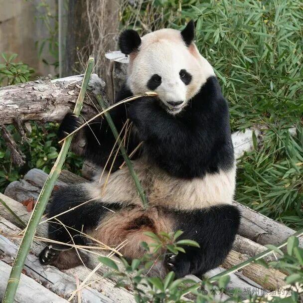 嘎嘎炫饭！福州大熊猫“吃播”视频来啦！