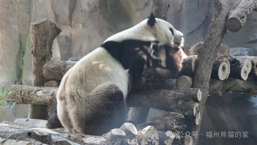 嘎嘎炫饭！福州大熊猫“吃播”视频来啦！