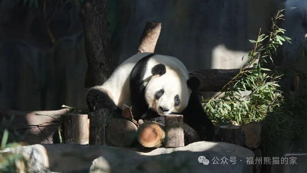 熊猫五“宝”安家榕城 萌态影像首度公开引爆全网