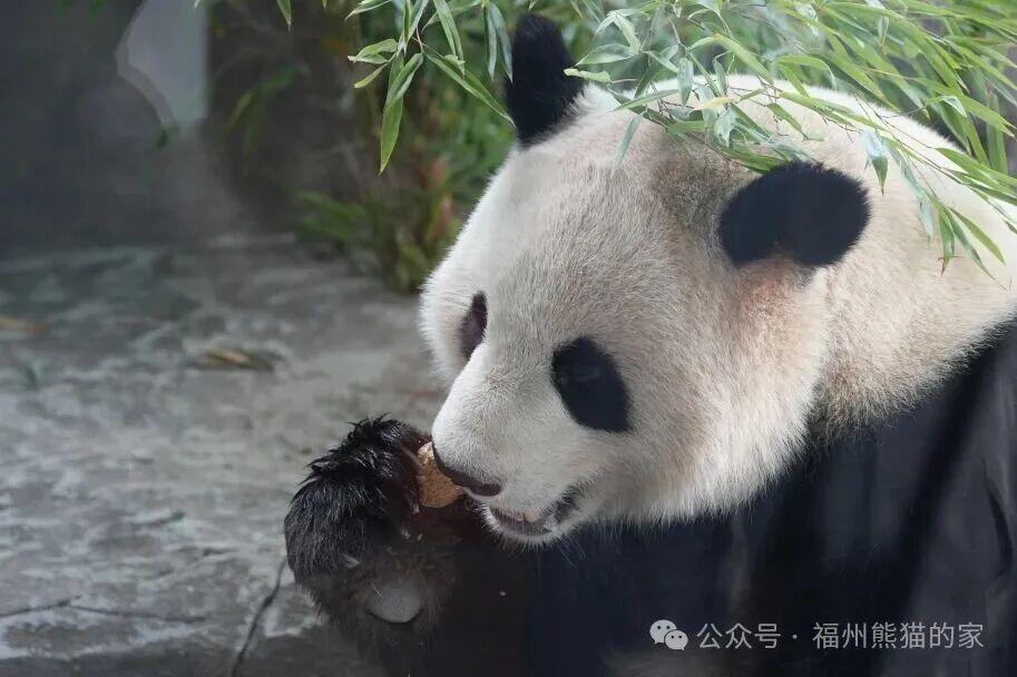 熊猫五“宝”安家榕城 萌态影像首度公开引爆全网