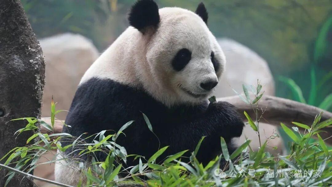 熊猫五“宝”安家榕城 萌态影像首度公开引爆全网