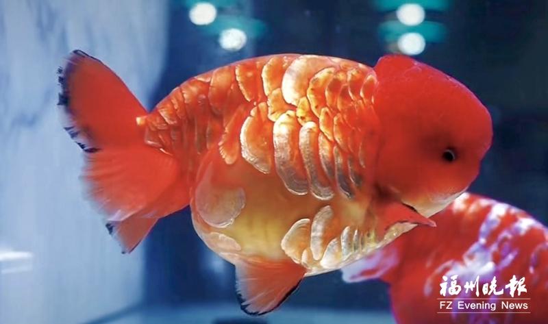 十六载匠心育一鱼 长乐龙鳞兰寿荣膺世界“鱼王”