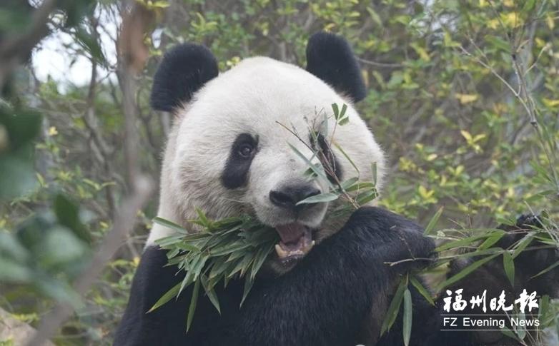 吃得饱，睡得香，玩得欢！大熊猫在福州新家生活惬意