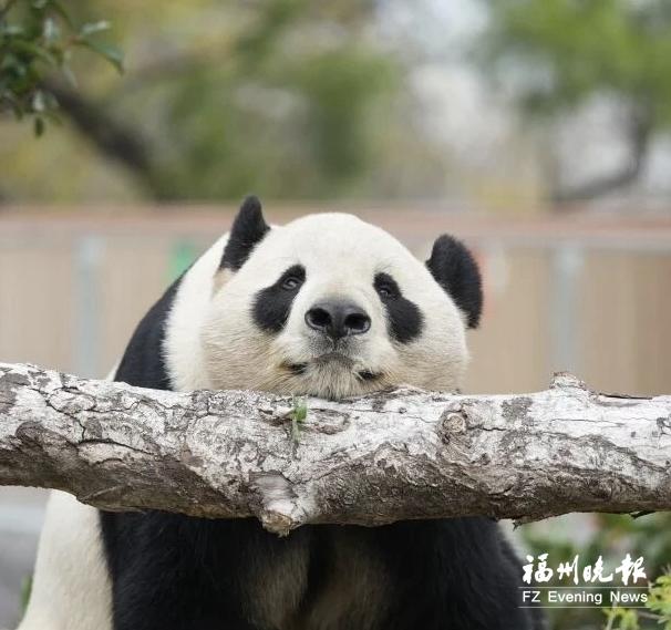 吃得饱，睡得香，玩得欢！大熊猫在福州新家生活惬意