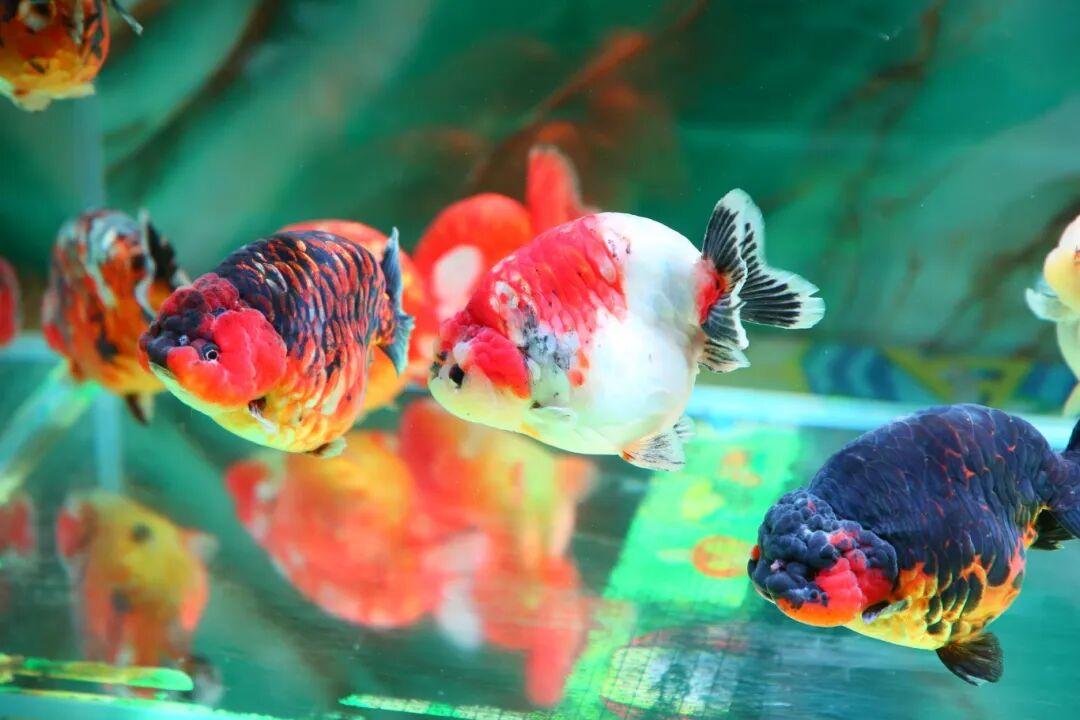 惊艳夺魁！长乐龙鳞兰寿在世界金鱼锦标赛中摘得总冠军