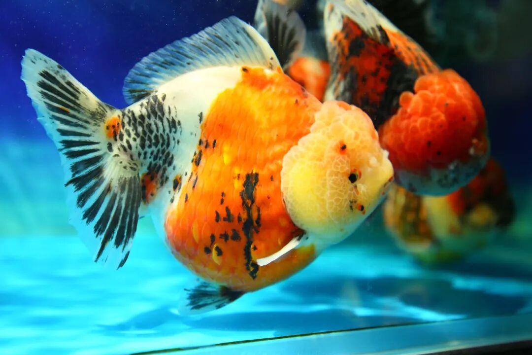 惊艳夺魁！长乐龙鳞兰寿在世界金鱼锦标赛中摘得总冠军