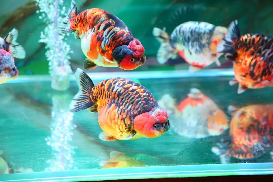 惊艳夺魁！长乐龙鳞兰寿在世界金鱼锦标赛中摘得总冠军