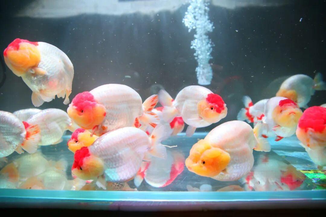 惊艳夺魁！长乐龙鳞兰寿在世界金鱼锦标赛中摘得总冠军