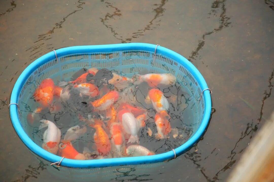 惊艳夺魁！长乐龙鳞兰寿在世界金鱼锦标赛中摘得总冠军