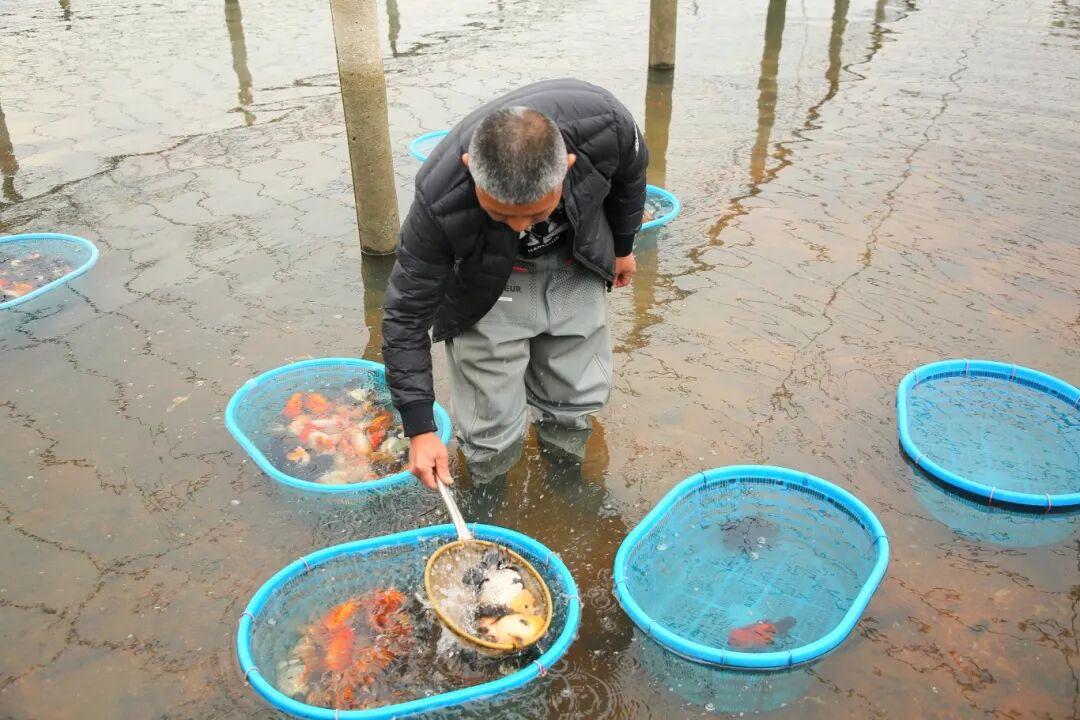 惊艳夺魁！长乐龙鳞兰寿在世界金鱼锦标赛中摘得总冠军