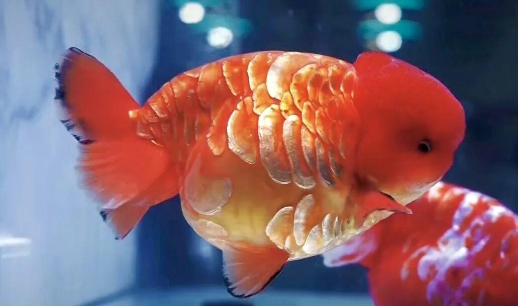 惊艳夺魁！长乐龙鳞兰寿在世界金鱼锦标赛中摘得总冠军