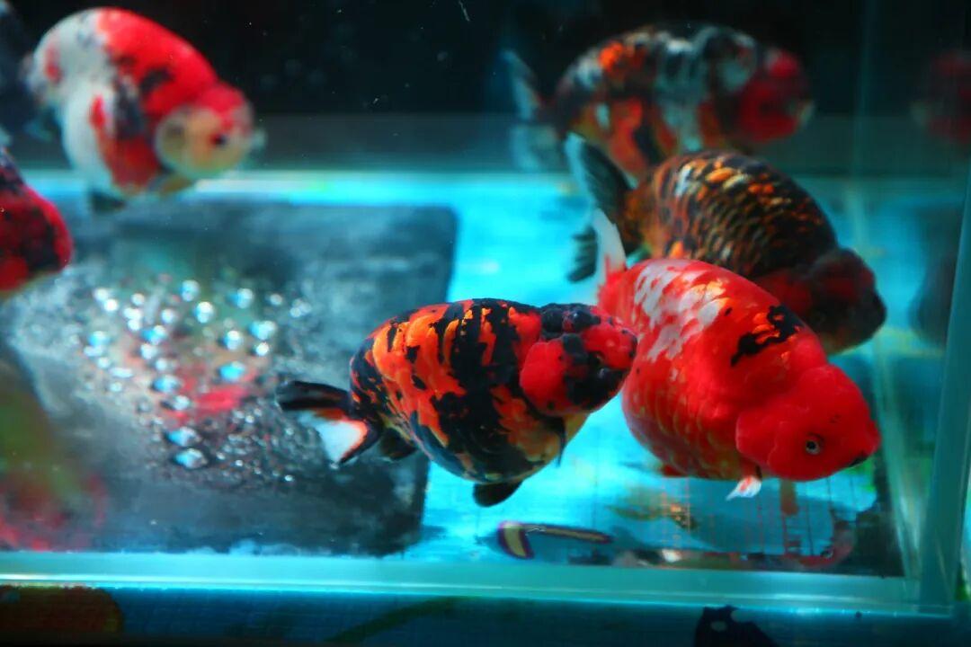 惊艳夺魁！长乐龙鳞兰寿在世界金鱼锦标赛中摘得总冠军