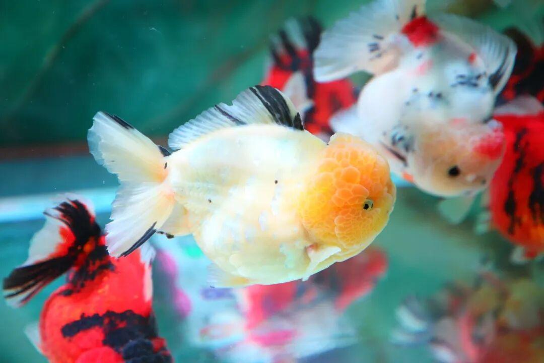 惊艳夺魁！长乐龙鳞兰寿在世界金鱼锦标赛中摘得总冠军