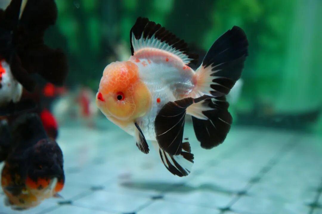 惊艳夺魁！长乐龙鳞兰寿在世界金鱼锦标赛中摘得总冠军