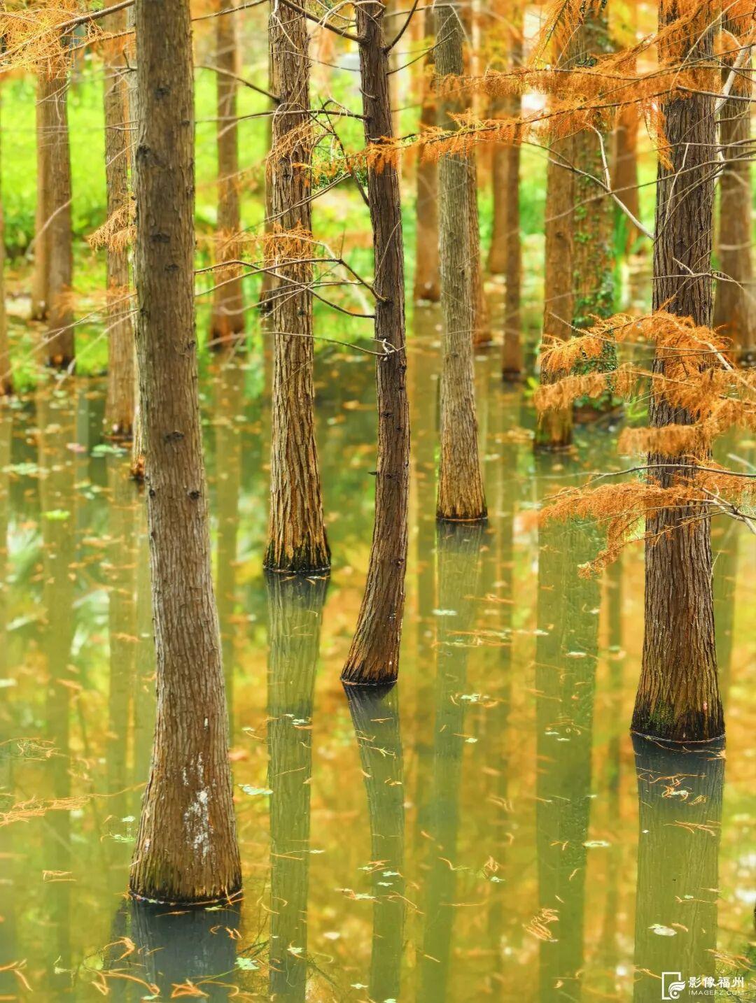 冬日童话！福州杉树观赏地图来了