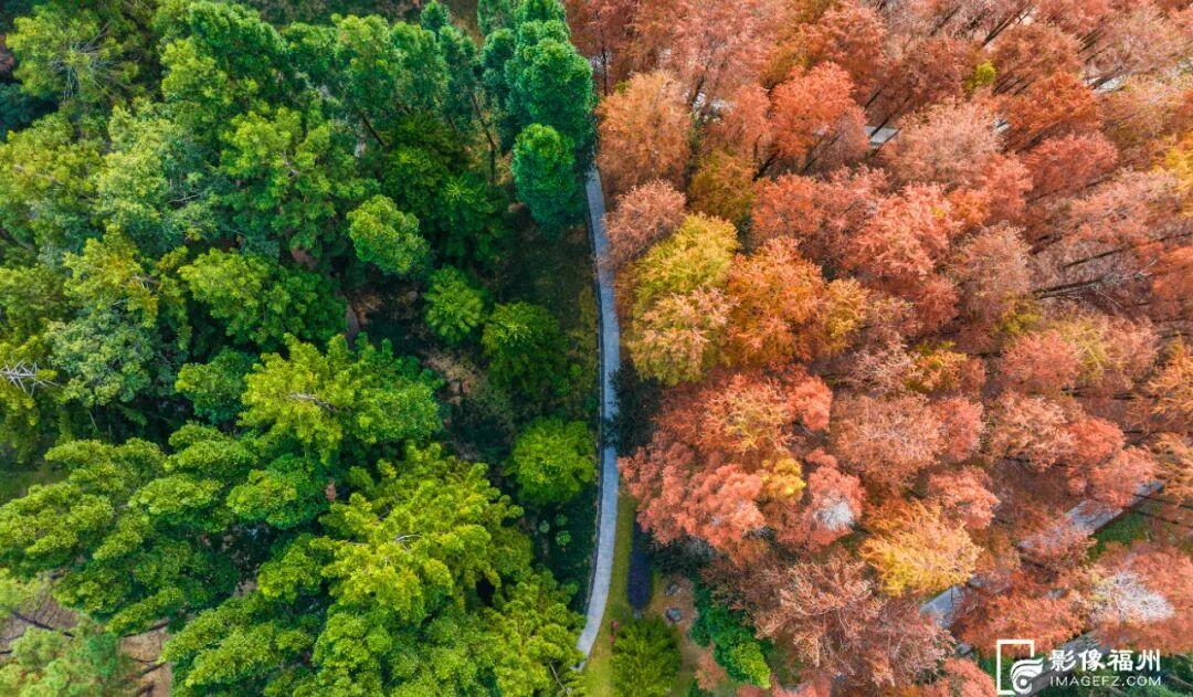 冬日童话！福州杉树观赏地图来了