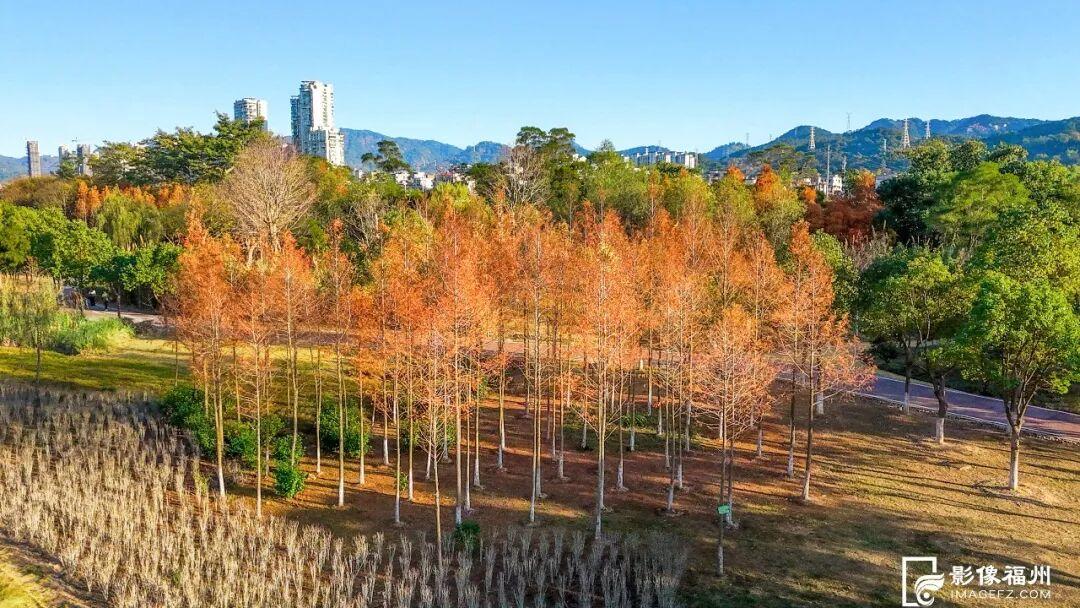 冬日童话！福州杉树观赏地图来了