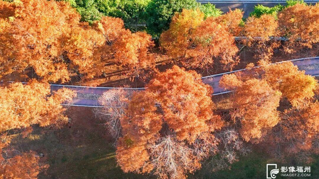 冬日童话！福州杉树观赏地图来了