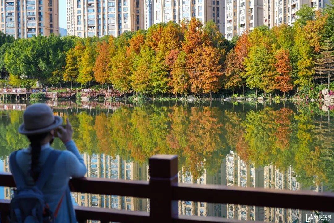 冬日童话！福州杉树观赏地图来了