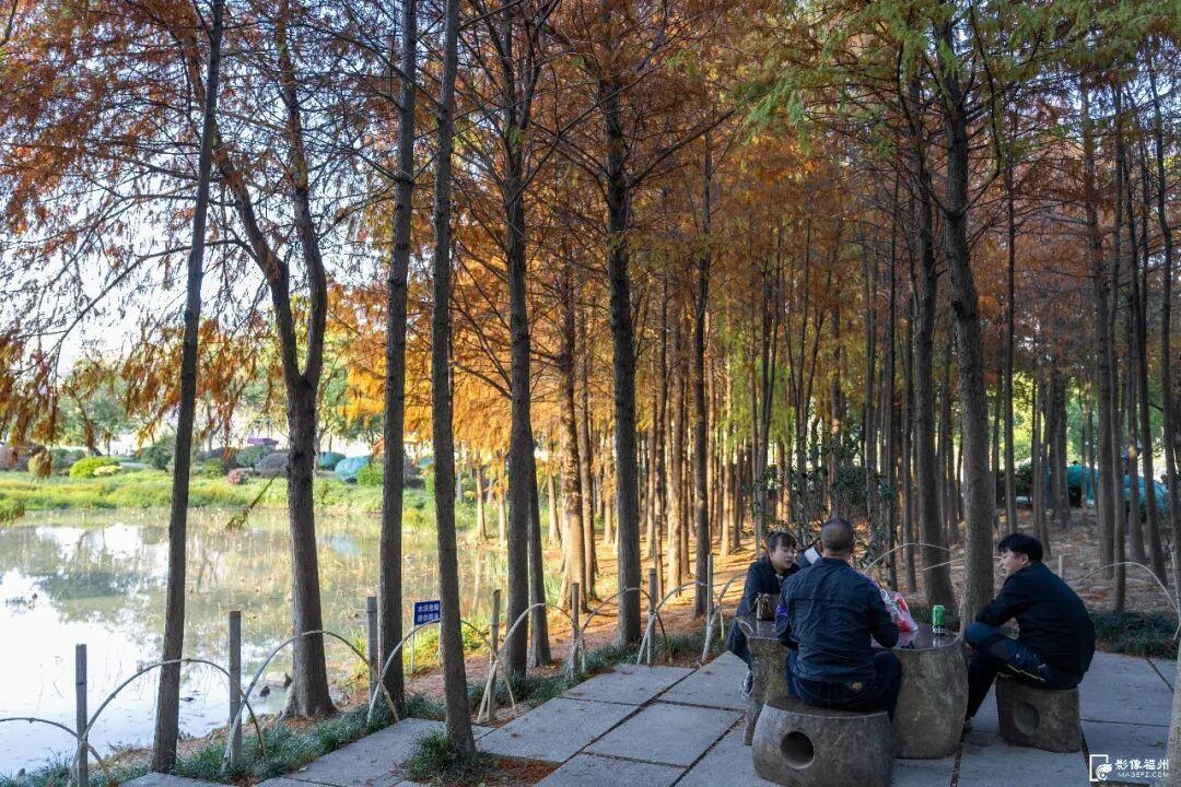 冬日童话！福州杉树观赏地图来了