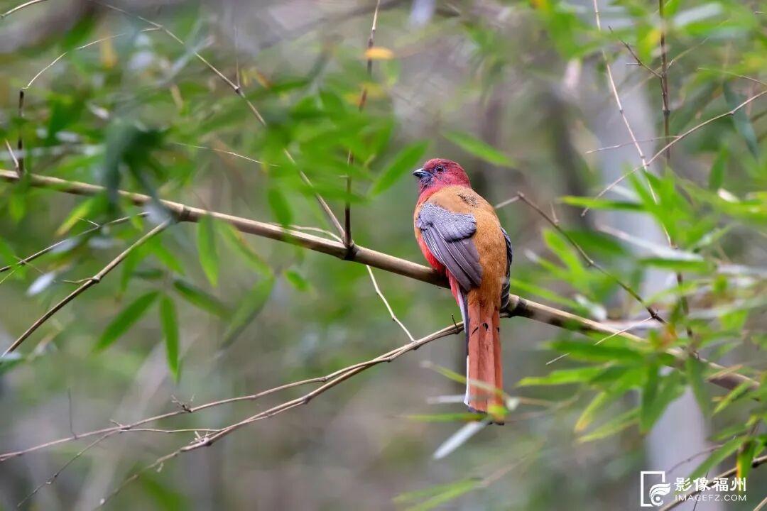 冬日童话！福州杉树观赏地图来了
