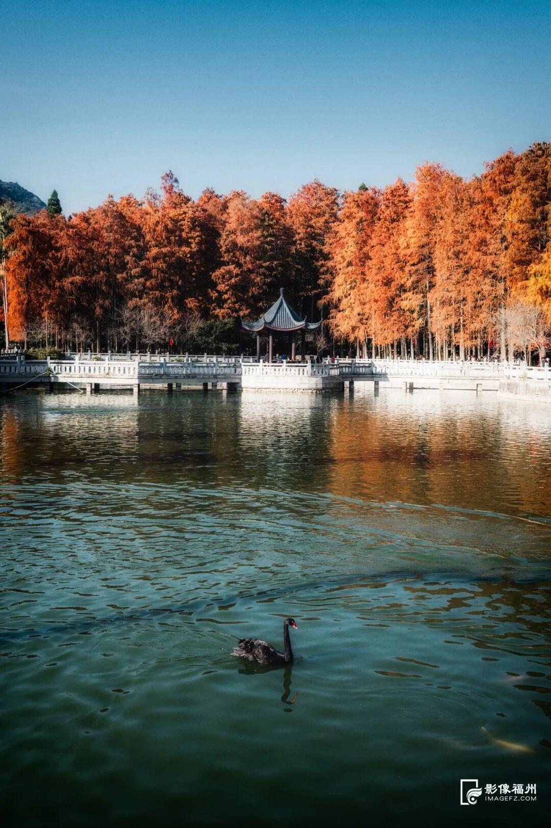 冬日童话！福州杉树观赏地图来了