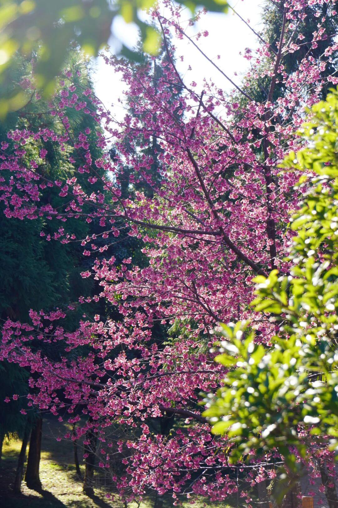 开啦！开啦！福州这里迎来颜值巅峰