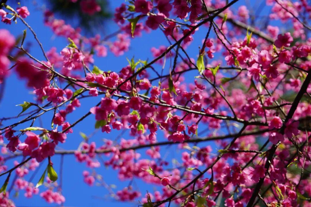 开啦!开啦!福州这里迎来颜值巅峰 开啦!开啦!福州这里迎来颜值巅峰