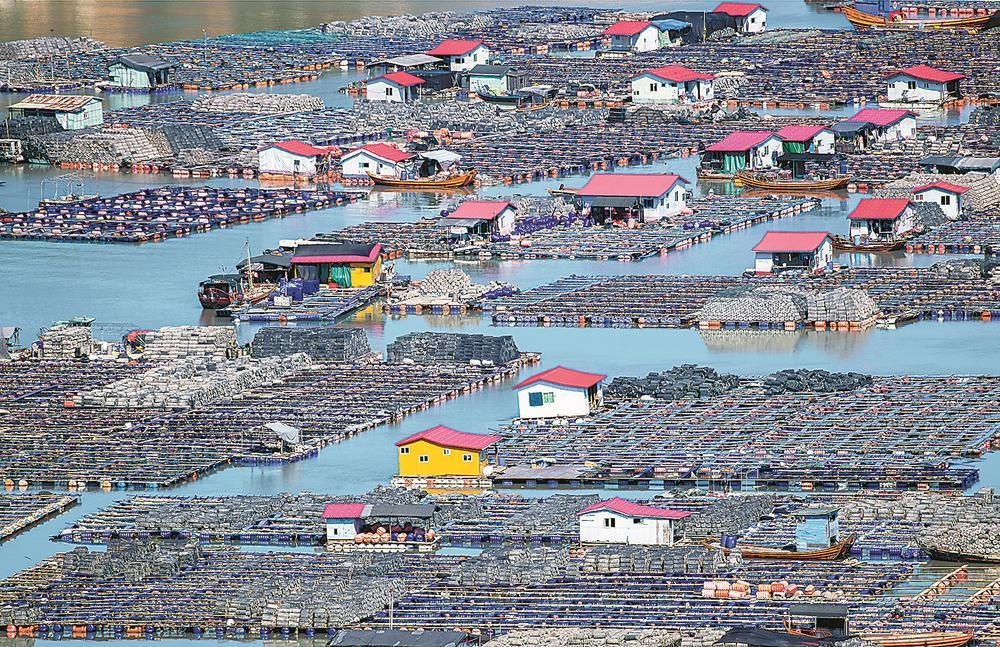 30年养殖，3.75万吨年产量，33亿元年产值！罗源“鲍富”新渔歌