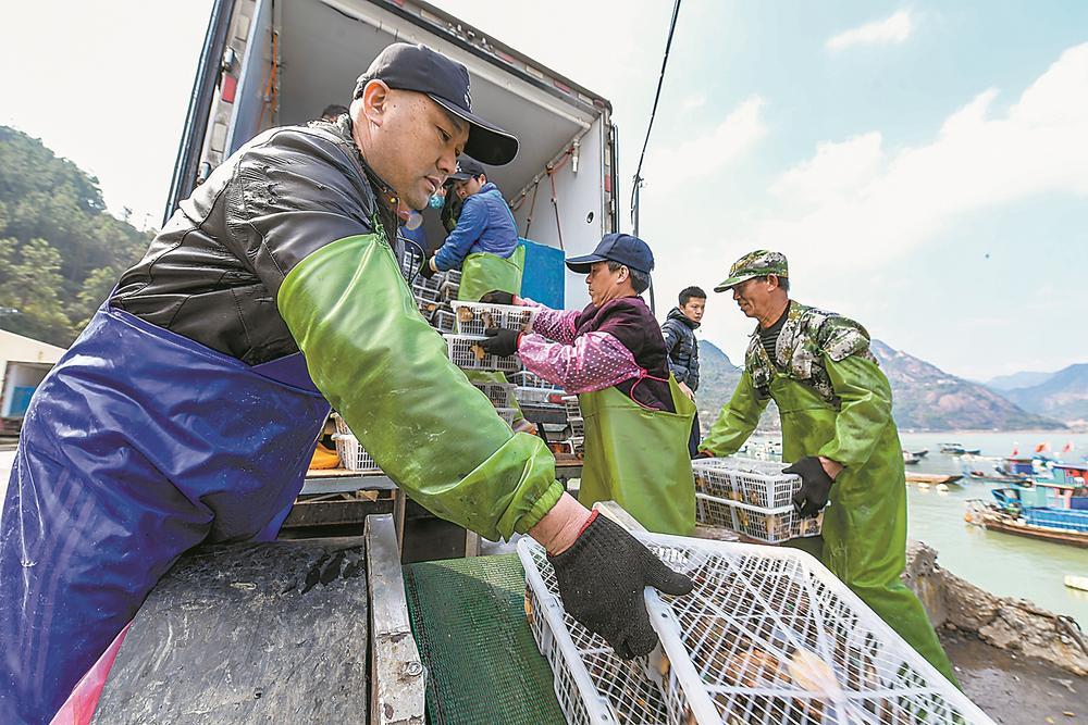 30年养殖，3.75万吨年产量，33亿元年产值！罗源“鲍富”新渔歌